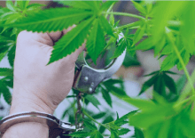 How Many Marijuana Arrests in Mississippi.png