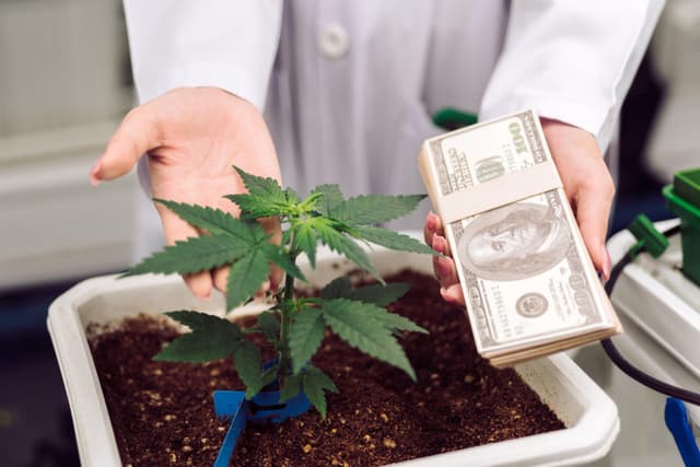 Mississippi Marijuana Sales.jpg