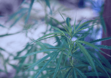 Mississippi Marijuana Tax Revenue 2025.png